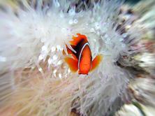 Layang Layang Dive Centre - clown fish.